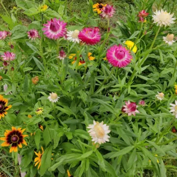 Strawflower Sept