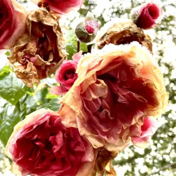 A53D396E-E27E-4BBD-8B61-4065E00F9341