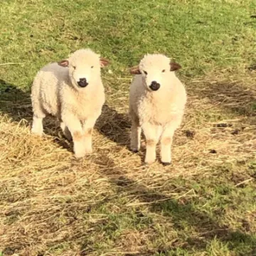 83090981-D43E-4A74-8C63-C60E5D8E288F