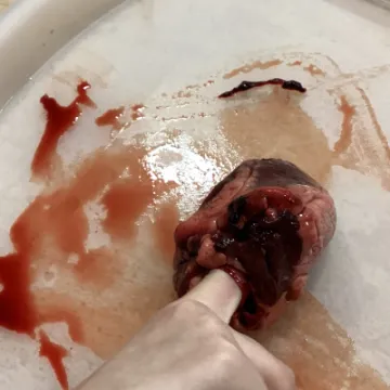 961874D9-2B80-4C1A-B8E0-9F8C954E1DE0