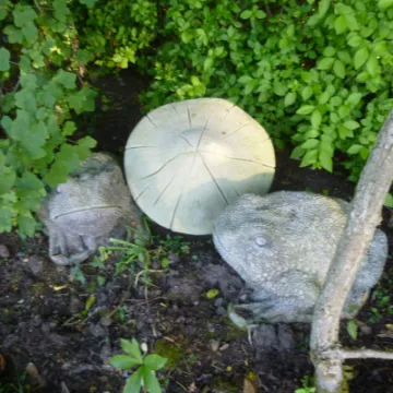 Flower Club Firs Garden June 2023 MD P1040284