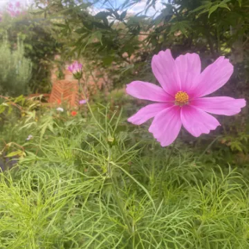 Open Gardens weekend 79 Hockenhull Lane 1