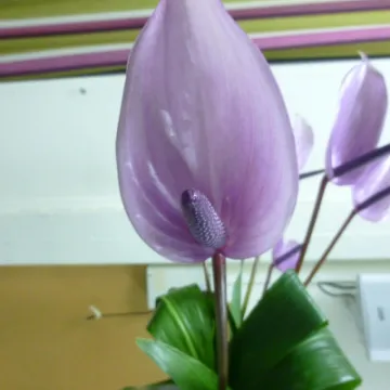 FLower Club July 2023 P1040291 (1)