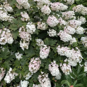 24AF5EED-9F6E-49F3-8F71-5887E4A585B9