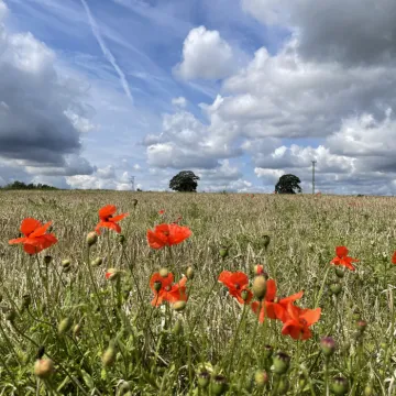 Poppies