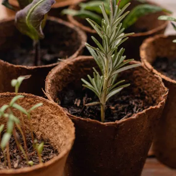 Herb pots