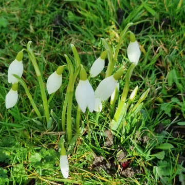 Signs of Springs – Snowdrops