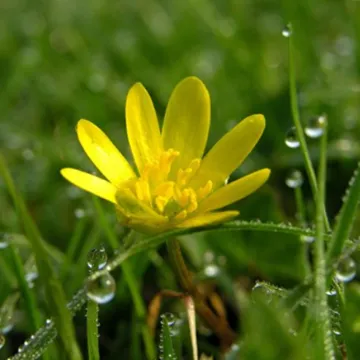 Lesser Celandine
