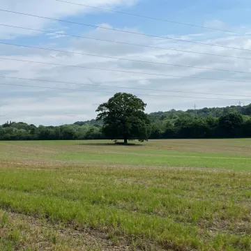Wellbeing Walk 4