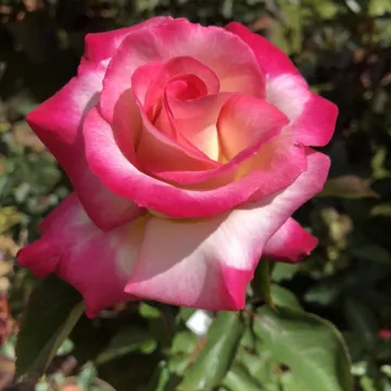 Rose of the Year – You're My Everything C&K Jones