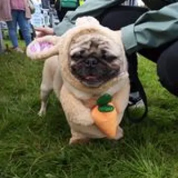 Dog 1