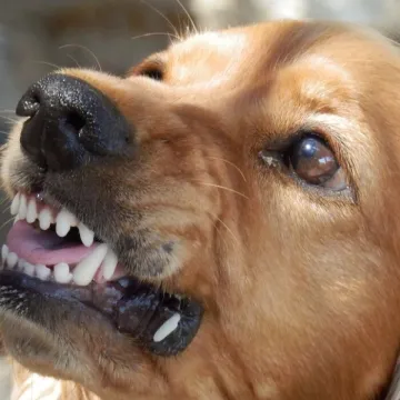 Dog, angry dog, aggressive