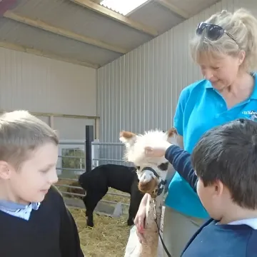 Alpacas After School 1