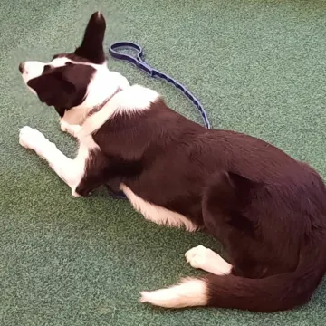 Tarvin Online – 20241106_19444