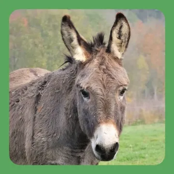 Donkey