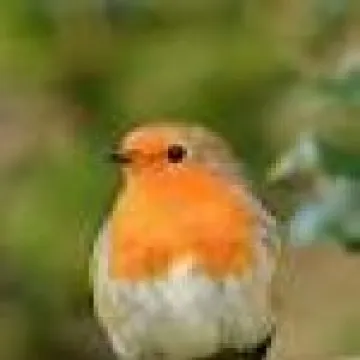 Birds Robin