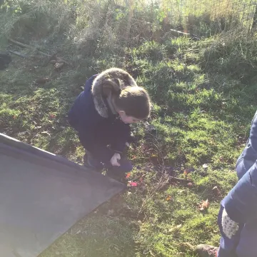 Forest schools history