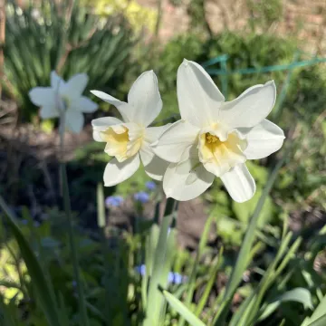 Mzz B's Garden April 25