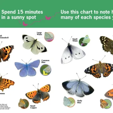 Big Butterfly Count P1