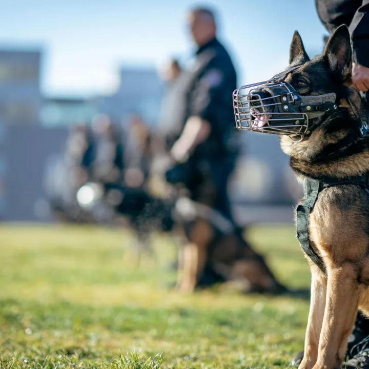 Police officers and German Shepherds during a