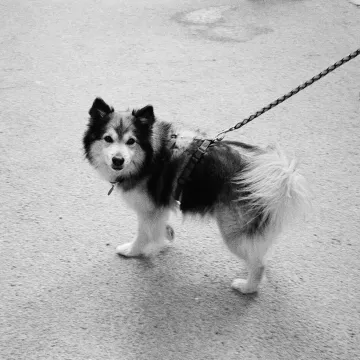 A black and white photograph of a dog on a leash