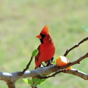 Cardinal, bird, wildlife, avian, plumage, feathers