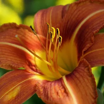 Flower, lily, botany, bloom, cereal, beautiful flo