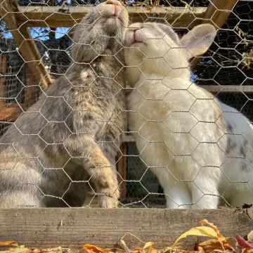 I3-Toby-Bunny Buddies