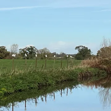 Ducks/Gulls in a Row