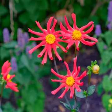 RR Scarlet Stars (Dahlias) F7681