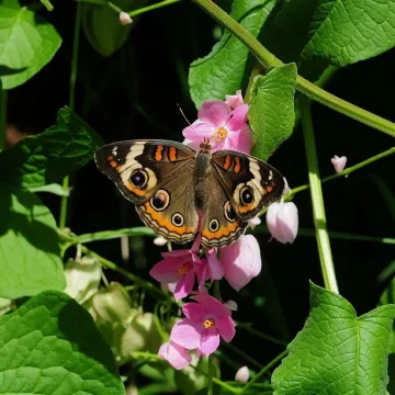 Butterfly, flower, leaf, summer, wings, insect, na