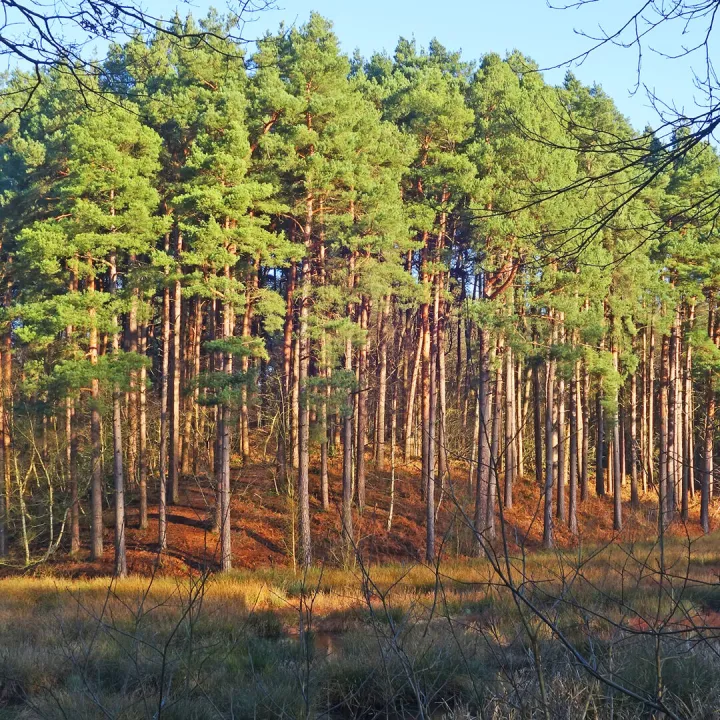 RR Pining For Home S02692 Crop