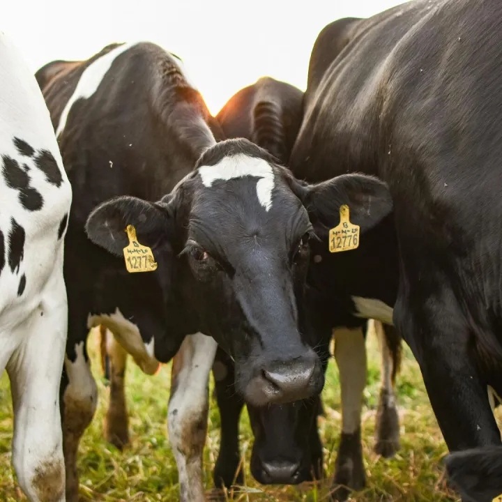 Holstein cows with ear tags grazing outdoors at