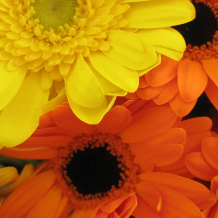 Close Up &ndash; Orange Flowers 2016