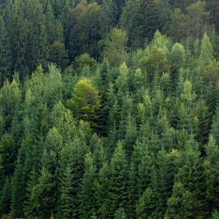Dense evergreen hillside forest close view calm nature no pe