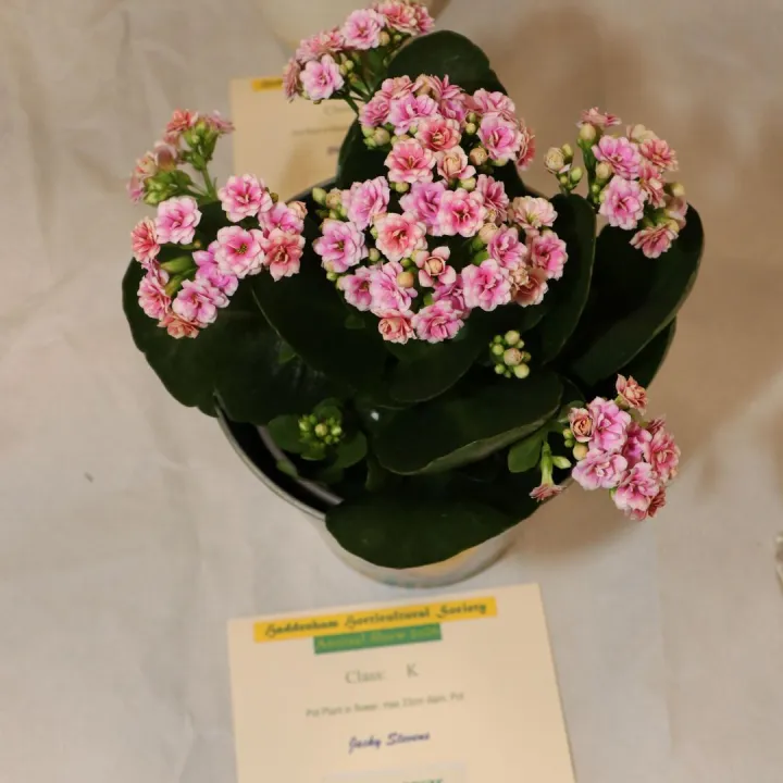 Img_8241 &ndash; Copy