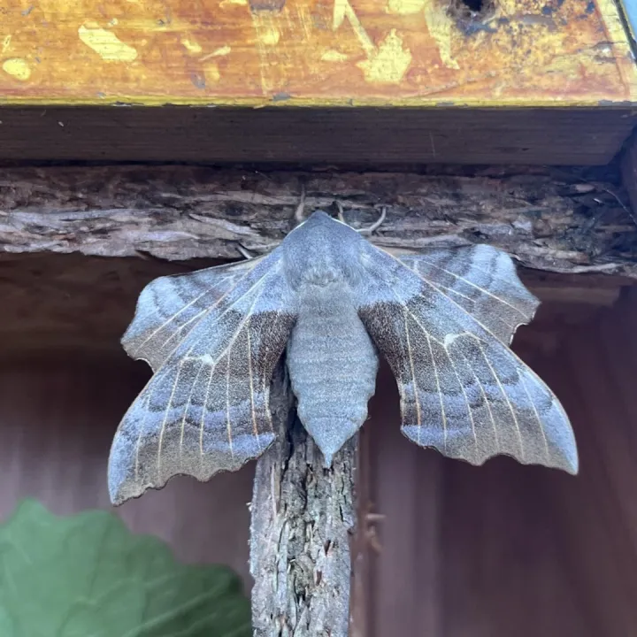 Moth