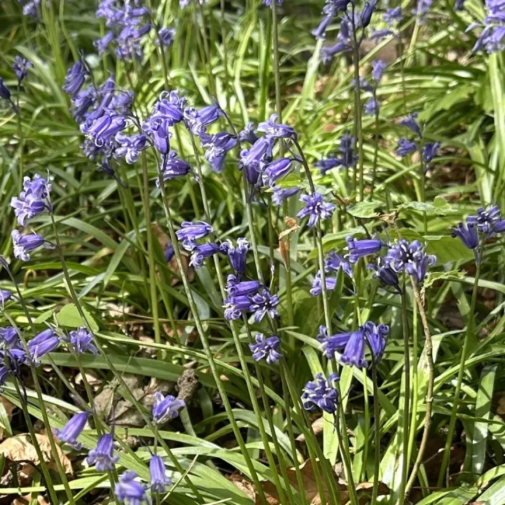 English Bluebells