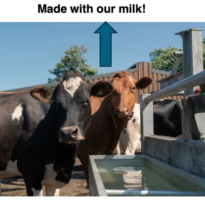 Clotton Creamery Cows