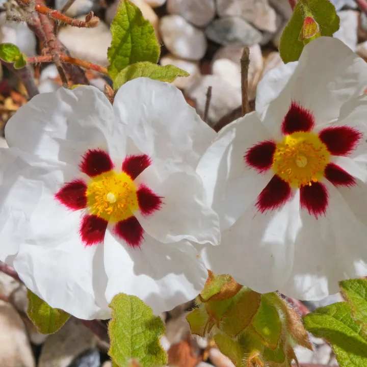 RR Cistus_f9471