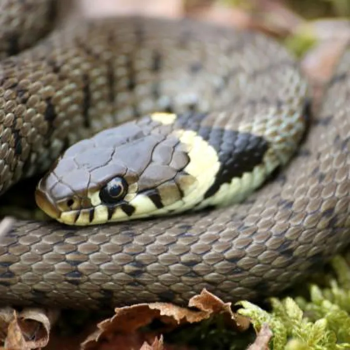 Grass Snake &ndash; Chris Gilbert (Great Blakmere)