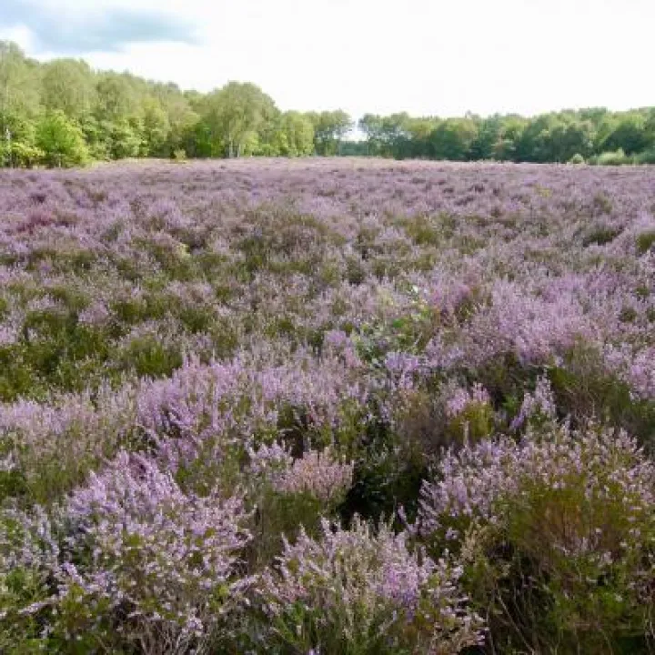 Little Budworth Country Park