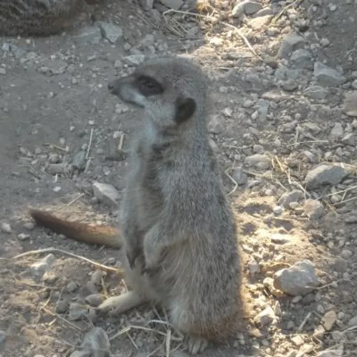 Meercat at Reaseheath