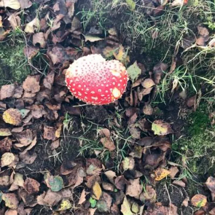 Bickerton Geology Walk