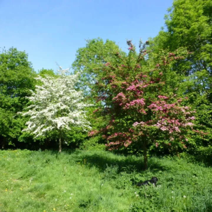 Red And White Hawthorn
