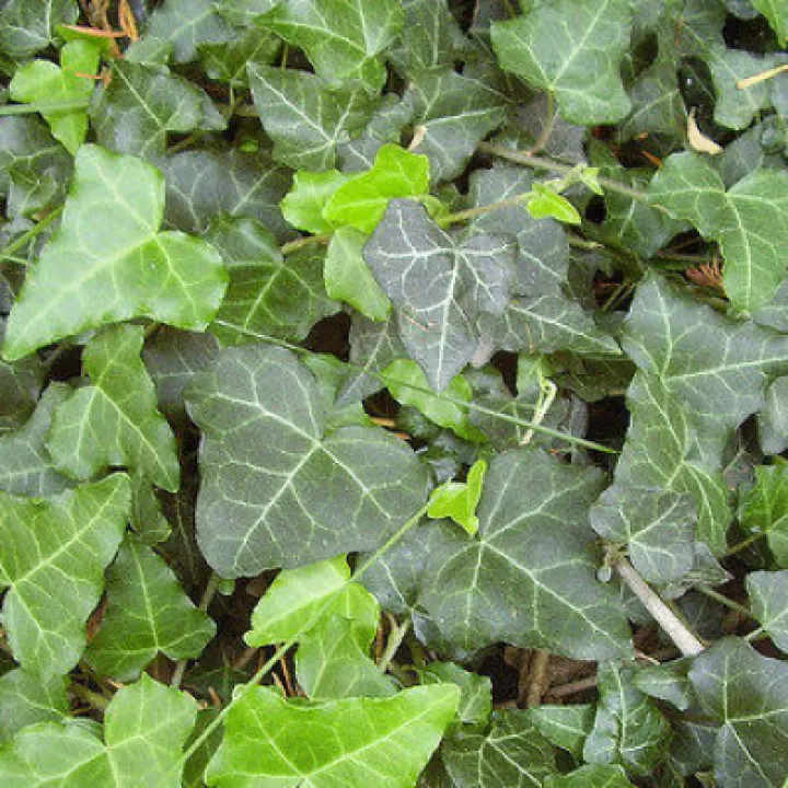 TWT English Ivy Juvenile Foliage