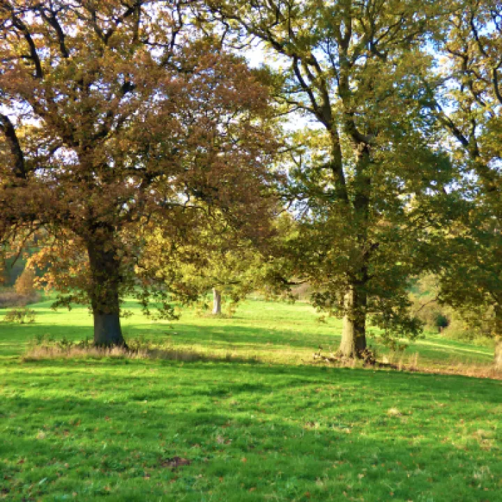 Turnpike Field Trees
