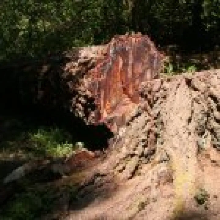 Northumbria 2009 077