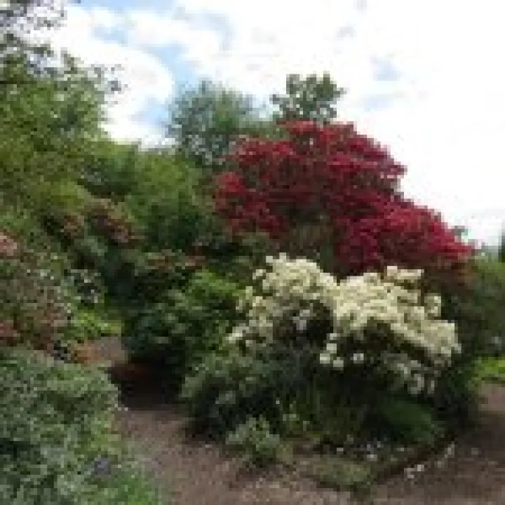 Branklyn Gardens jpg8