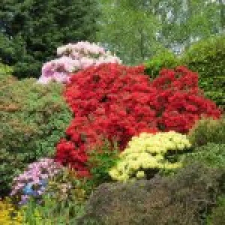 Branklyn Gardens jpg9